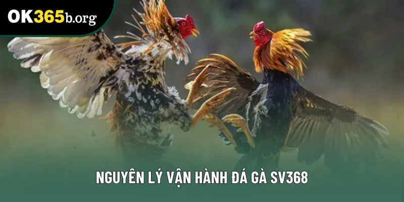 Nguyên lý vận hành đá gà SV368
